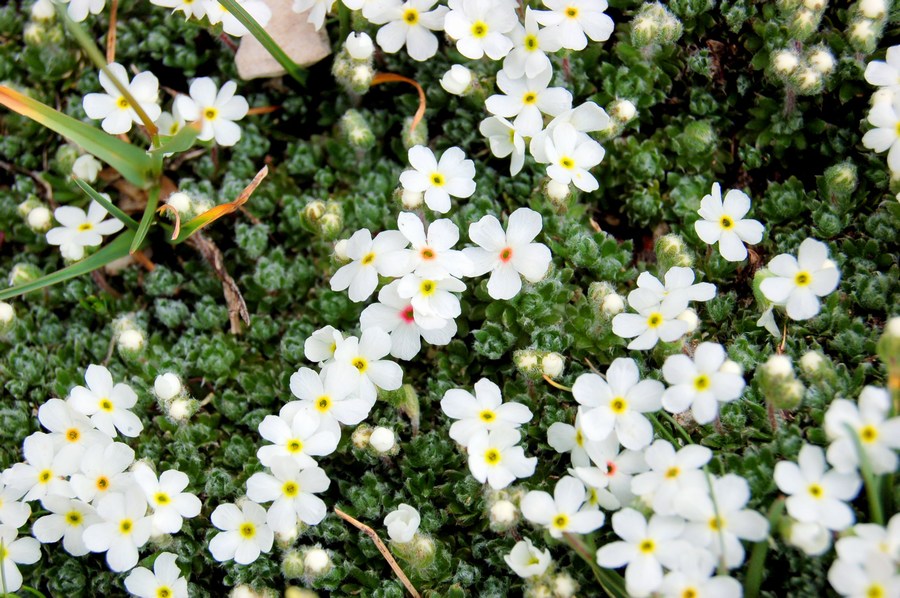 Fioriture magellensi